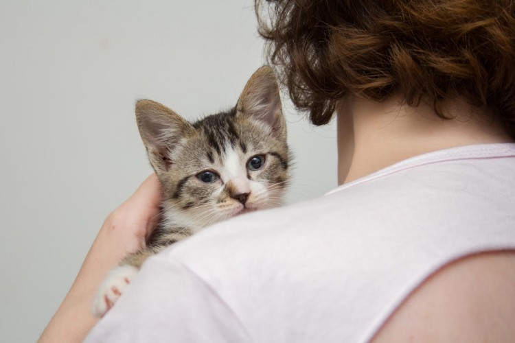 A gatinha Kat Rance é clicada pelo fotógrafo Felipe Guerra, do projeto Purrrtografia, na ONG Confraria dos Miados e Latidos