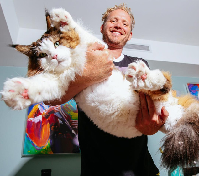 Maine Coon De 12 7 Kg Apontado Como O Maior Gato De Nova York Gatices