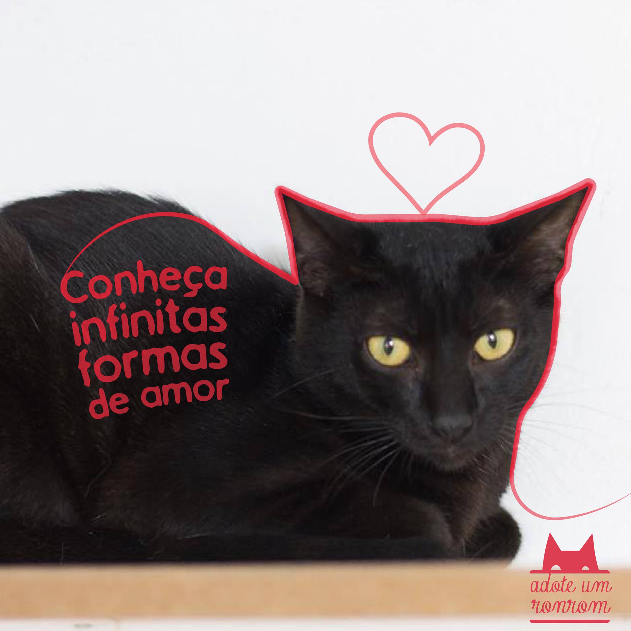 brincadeiras de gatos – Gatices