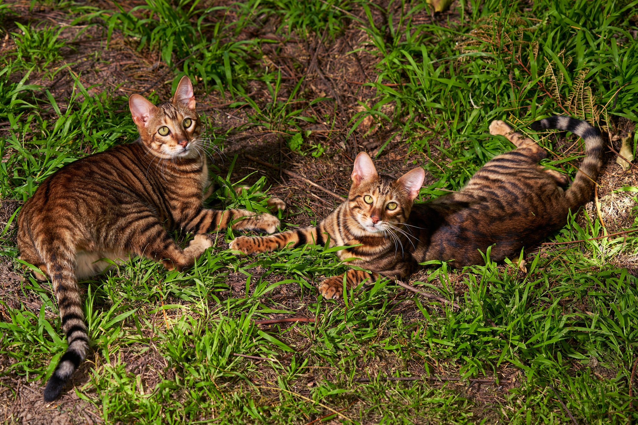 Existe DIFERENÇA entre a ALMA de um GATO Doméstico e um TIGRE Selvagem? 